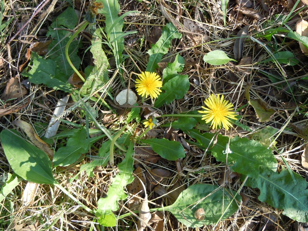Fiori da determinare - Taraxacum cfr. palustre